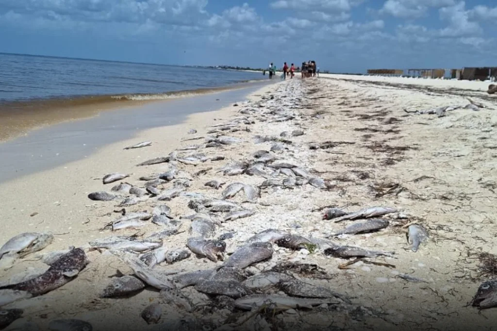 Yucatán refuerza vigilancia contra marea roja para salvaguardar la salud de turistas y consumidores de mariscos