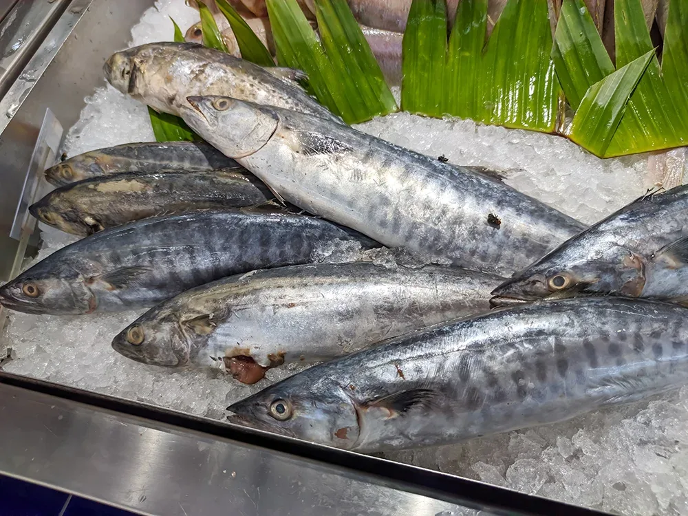 Mantienen alerta en Isla Mujeres por venta de barracuda ante riesgo de ciguatera