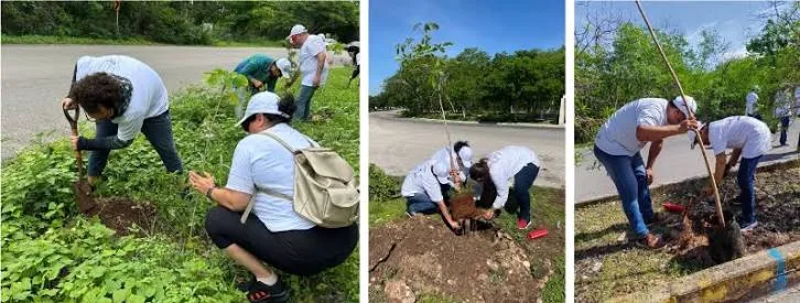 Cruzada Forestal 2026 supera los 4,700 árboles plantados en Mérida