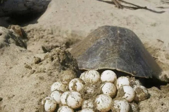 Marina protege la eclosión de 200 crías de tortuga marina en playa de Sabancuy, Campeche