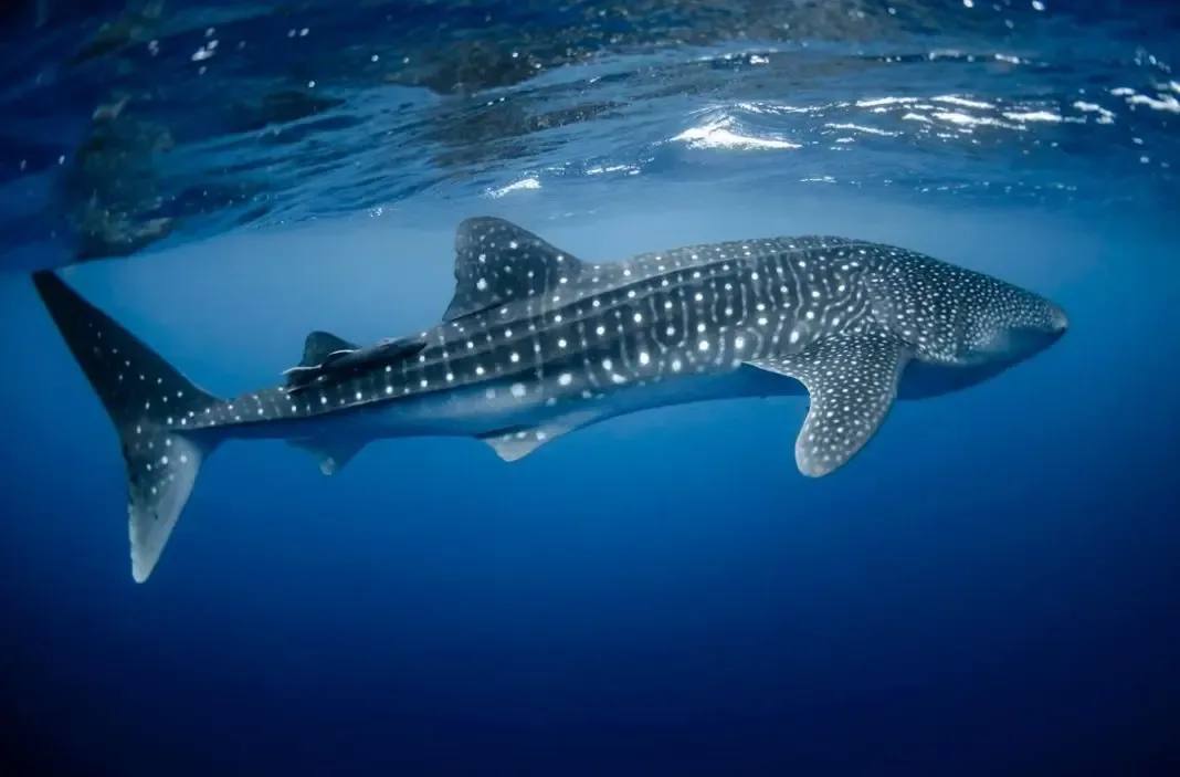 Festival del Tiburón Ballena regresa a Isla Mujeres tras siete años; buscan convertirlo en un foro de conservación
