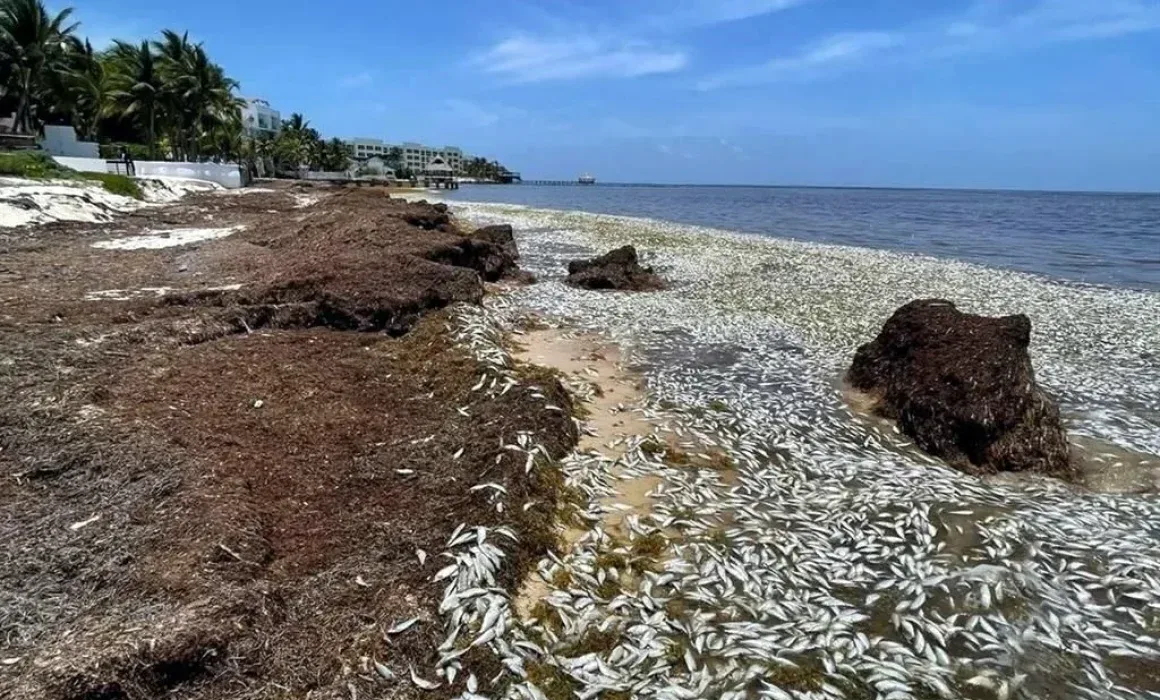 Investigan mortandad de peces en Puerto Morelos; descartan que el sargazo sea la causa principal