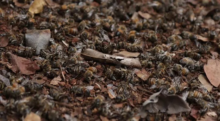 Comisión del Congreso de Campeche se suma a investigación por nueva mortandad de abejas en Hopelchén