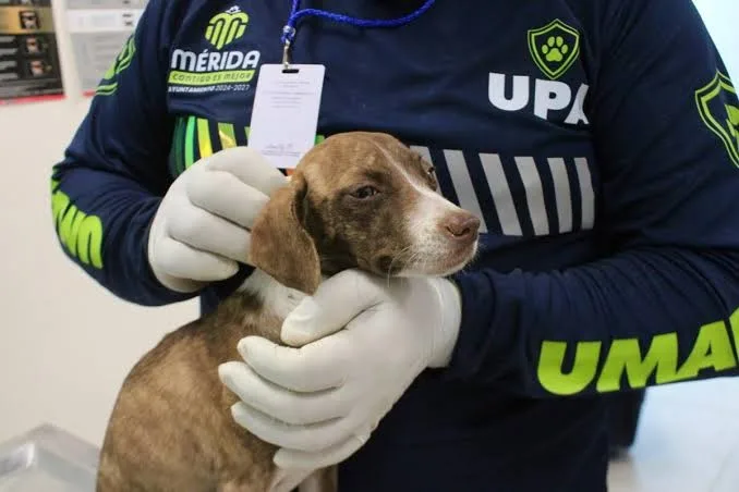 Mérida fortalece las campañas de esterilización para proteger a perros y gatos