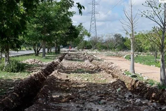Corredor Verde de Ciudad Caucel alcanza 90 % de avance; plantarán más de 900 árboles nativos