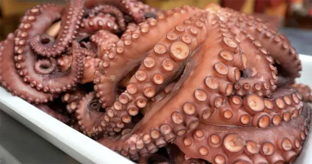 Temporada de pulpo maya inicia con capturas mínimas en Campeche; pescadores piden esperar mejores condiciones