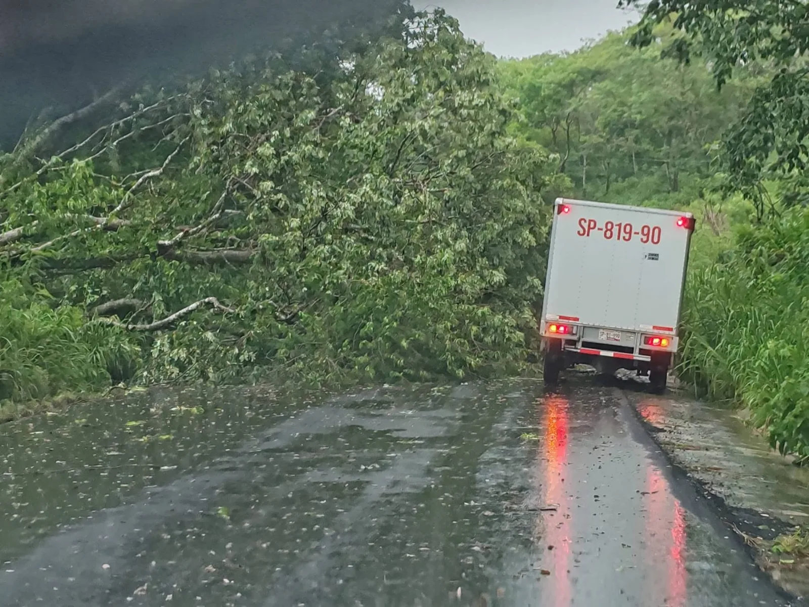 Árboles caídos afectan la carretera libre Campeche-Seybaplaya tras fuertes lluvias