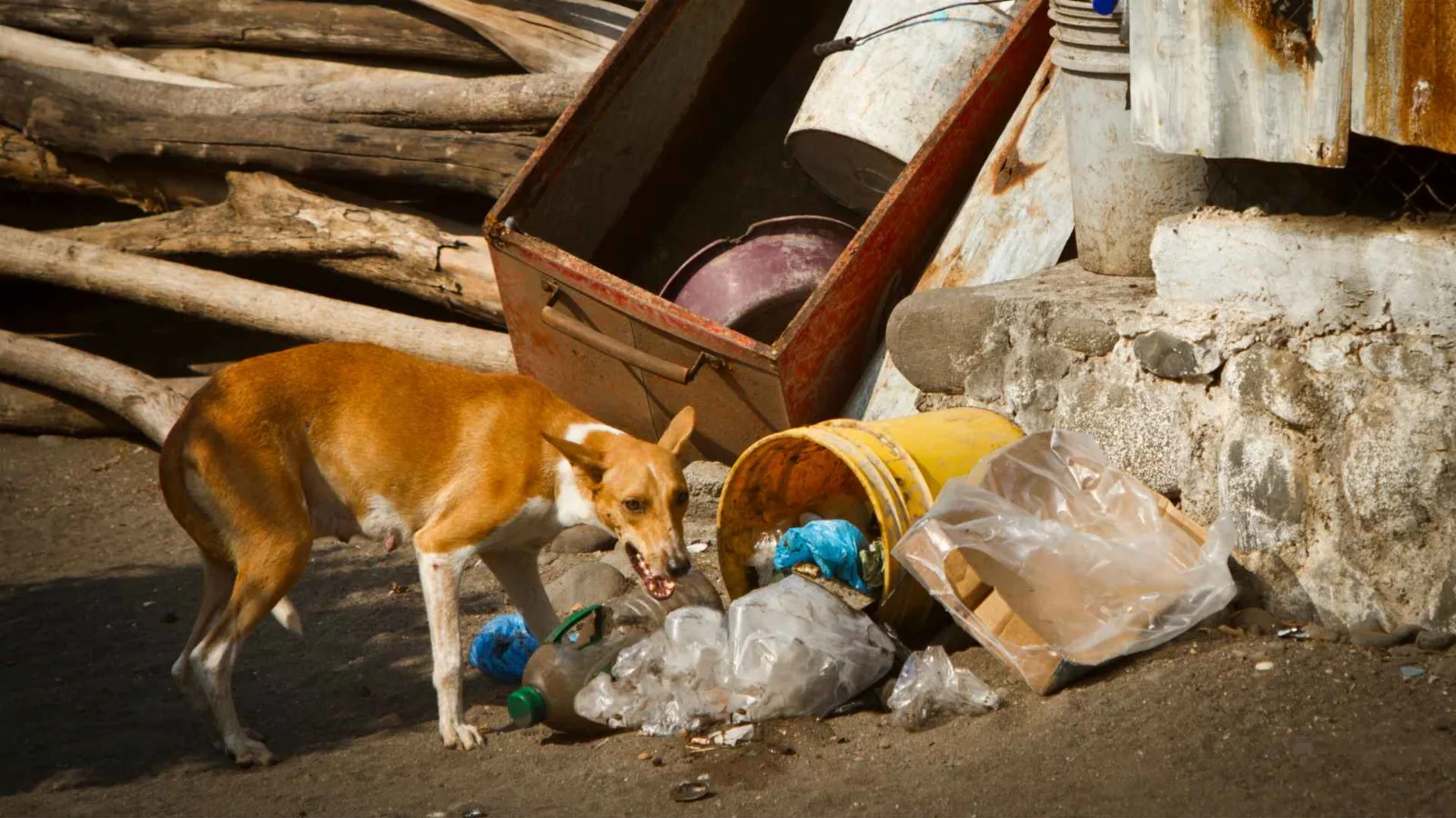 México encabeza abandono animal en América Latina: 70% de los perros viviría en las calles