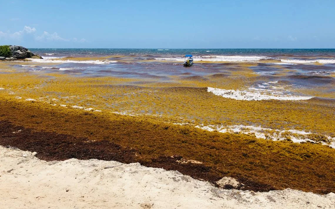 Quintana Roo deja atrás el pico de sargazo; prevén fuerte descenso en septiembre