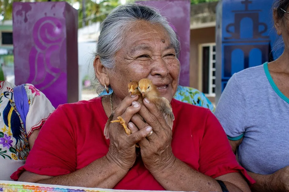 DIF Yucatán entrega más de 2 mil pollitas a familias de Izamal y Tunkás