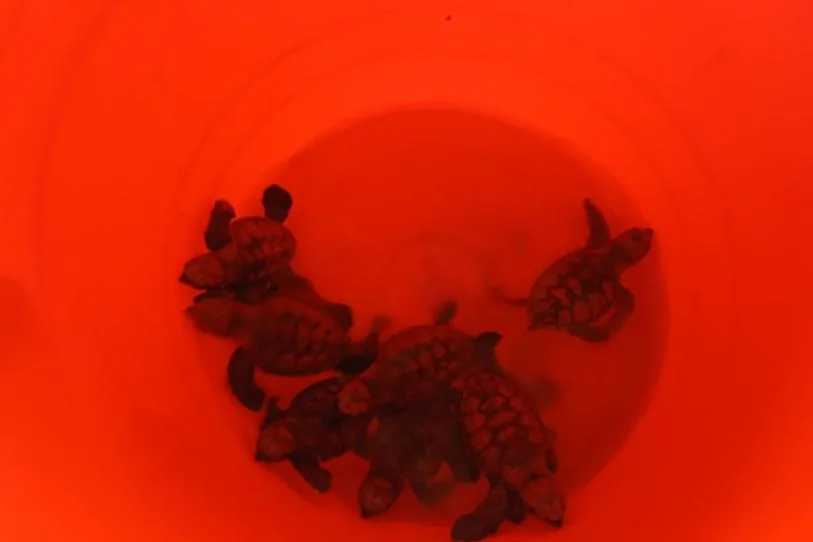 Rescatan y liberan a nueve tortugas marinas en Campeche