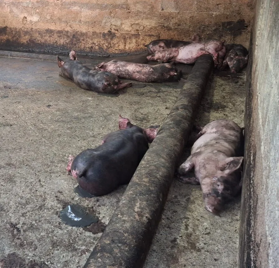 Perros sin dueño matan a nueve cerditos en dos ataques en Tizimín