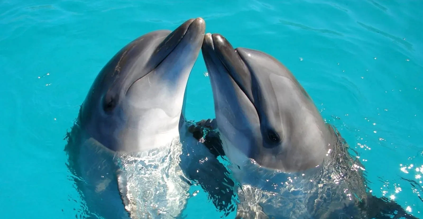 Piden reubicar a nueve delfines de recinto clausurado en Cancún