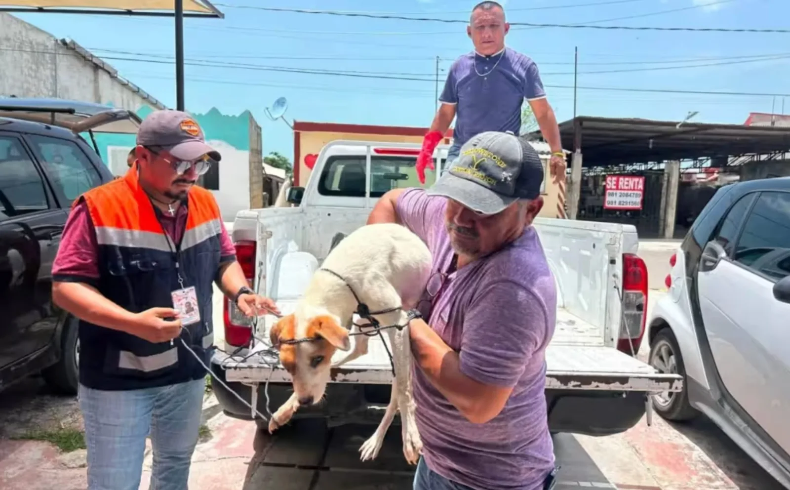 Gusano barrenador avanza en Campeche: suman mil 122 animales afectados