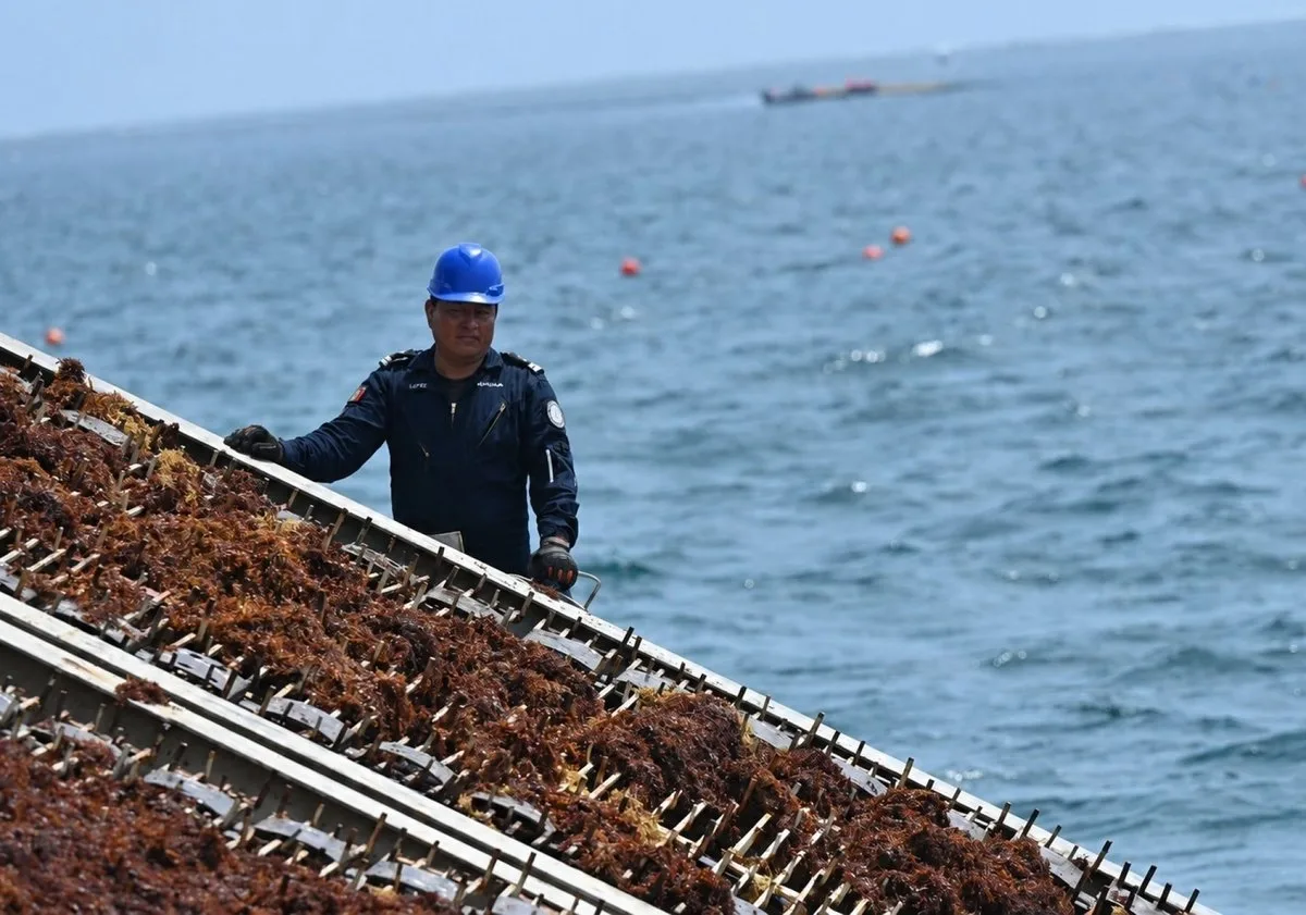 Quintana Roo comparte con 30 países sus estrategias para enfrentar el sargazo