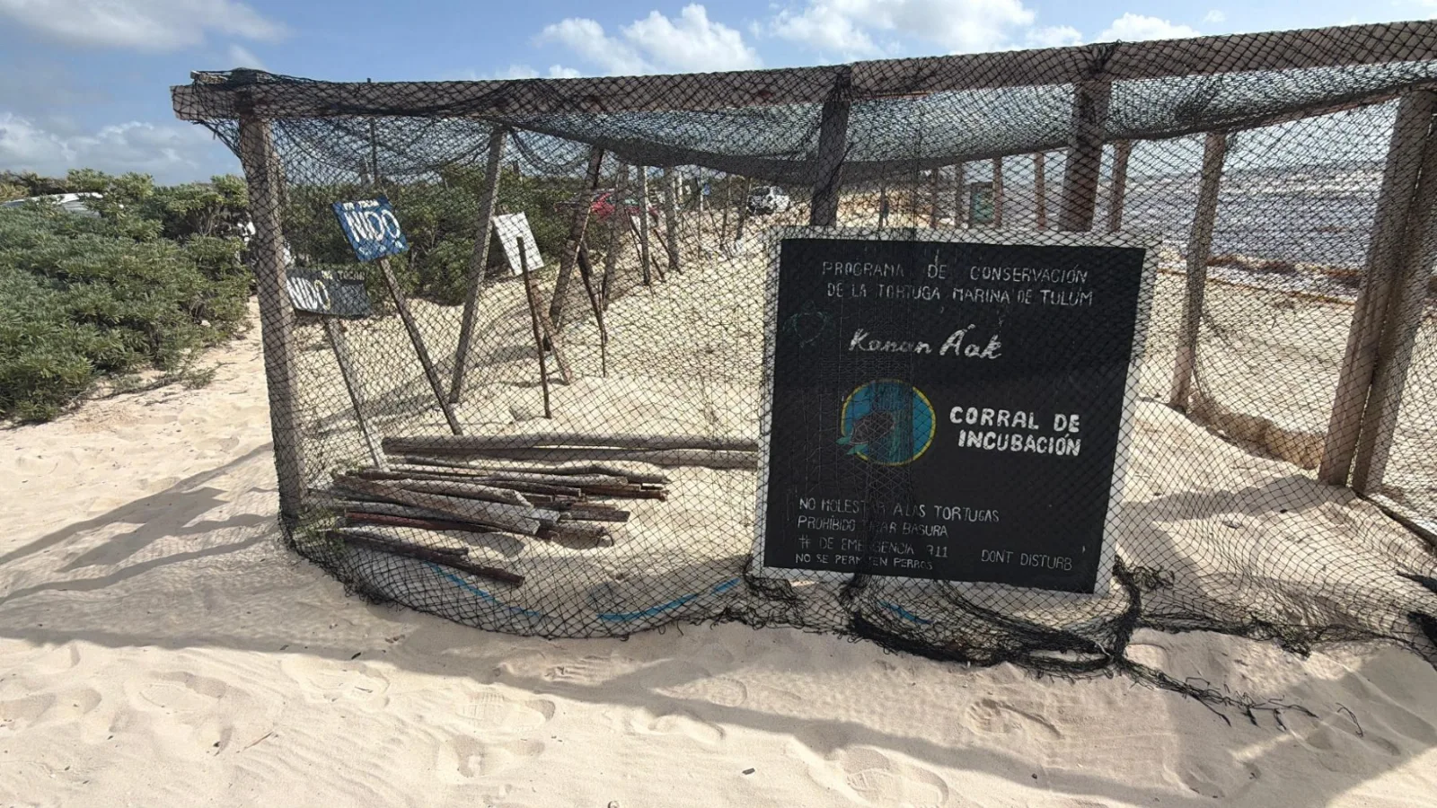 Tulum supera los seis mil nidos de tortuga; piden liberar playas de obstáculos