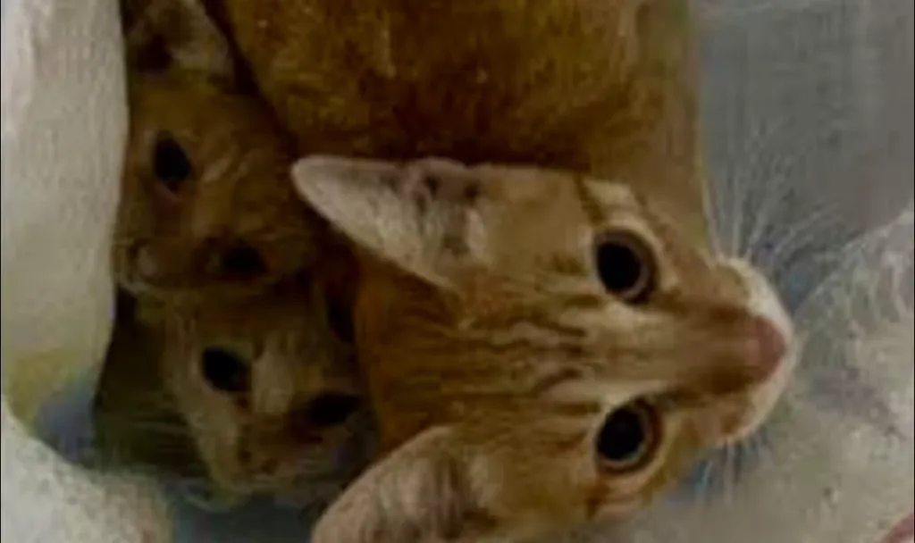 Abandonó gatitos en carretera de Campeche y deberá pagar veterinario, alimento y esterilización