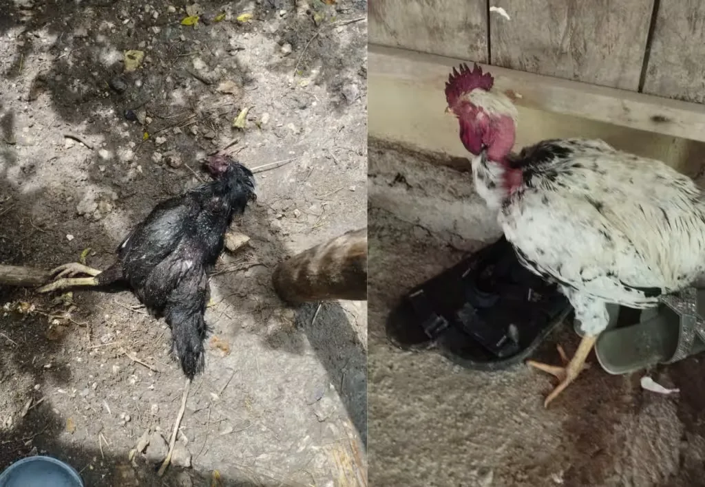 ¡Ataque mortal en Quintana Roo! Enjambre de abejas mata a animales de granja y un perro