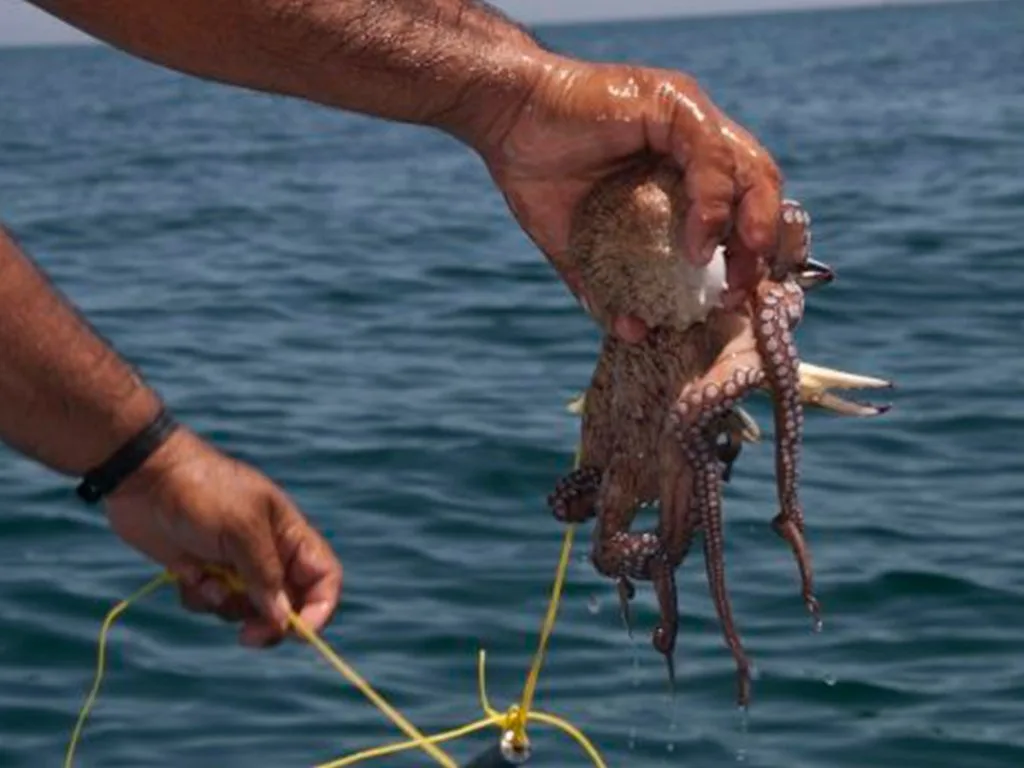 Captura de pulpo suma más de 18 mil toneladas en dos meses, pero industria la califica de baja