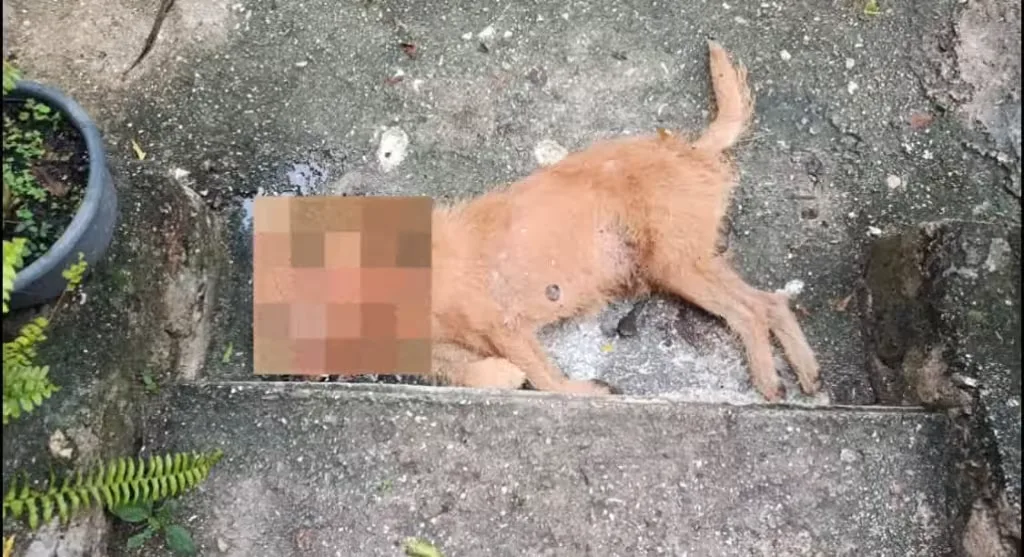 Crueldad en Campeche: perro muere tras recibir dos disparos en la cabeza y el tórax