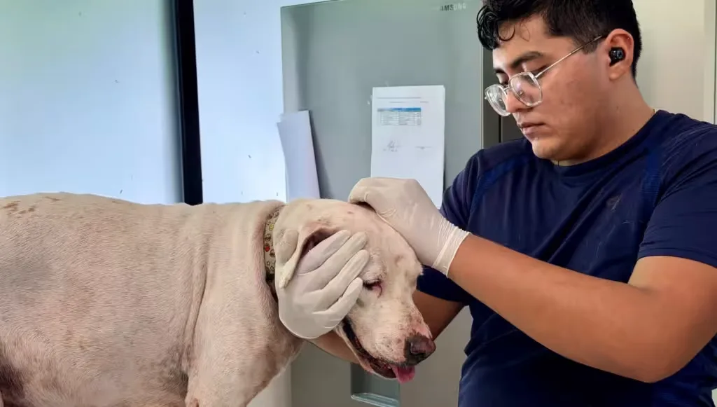 Denunciarán a vecino que hirió a Blanqui, perrita de la colonia Bojórquez en Mérida