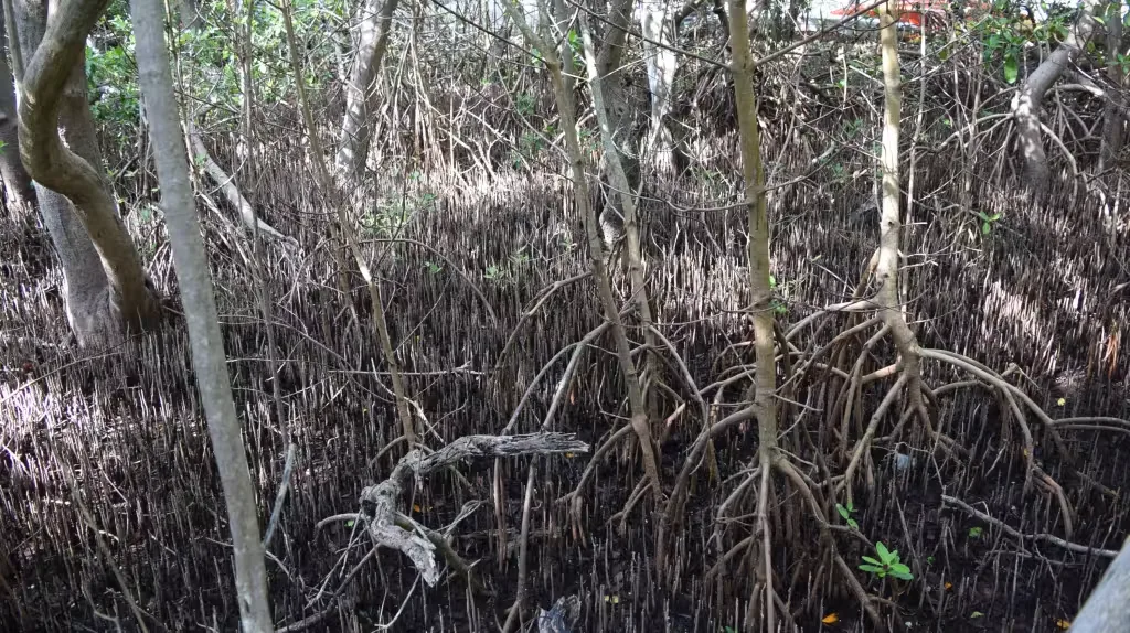 Desastre ambiental en Campeche: desaparecen 8 mil 600 hectáreas de manglar en Atasta