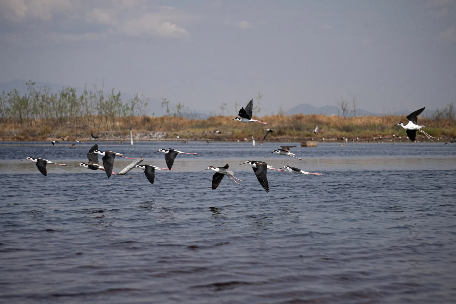 Ecatepec es reconocido como Ciudad de las Aves tras documentar 270 especies