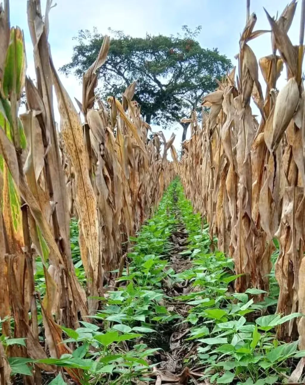 El campo pierde fuerza en Quintana Roo: 200 campesinos abandonan la agricultura