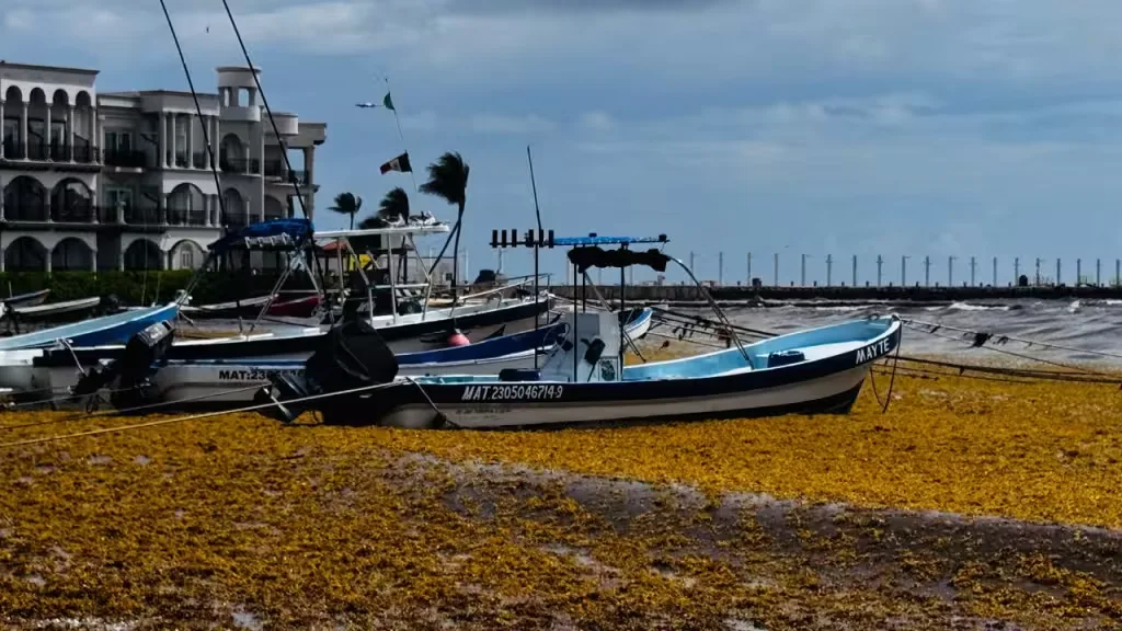 El sargazo no da tregua: vuelve a invadir las playas de Playa del Carmen