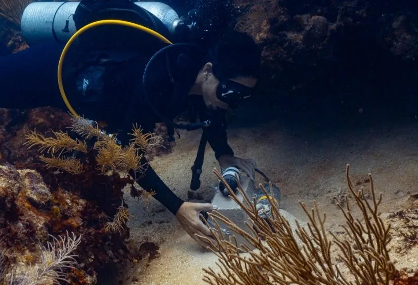 Exposición Zooxantela abordará el blanqueamiento del Arrecife Mesoamericano en Cancún
