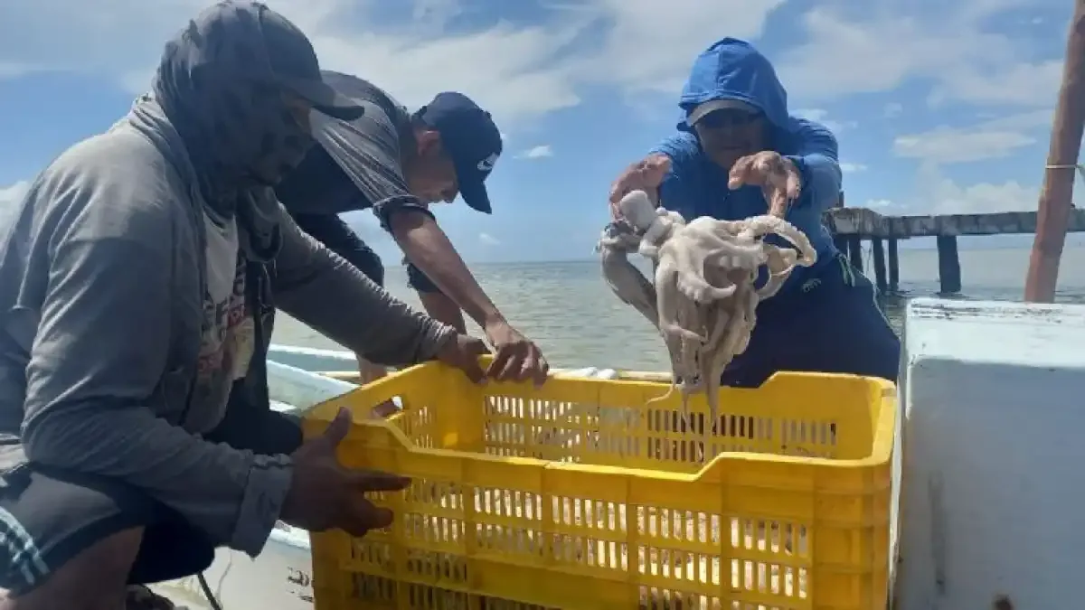 Flota yucateca acumula 14,058 toneladas de pulpo y recorta su meta de temporada a 20 mil
