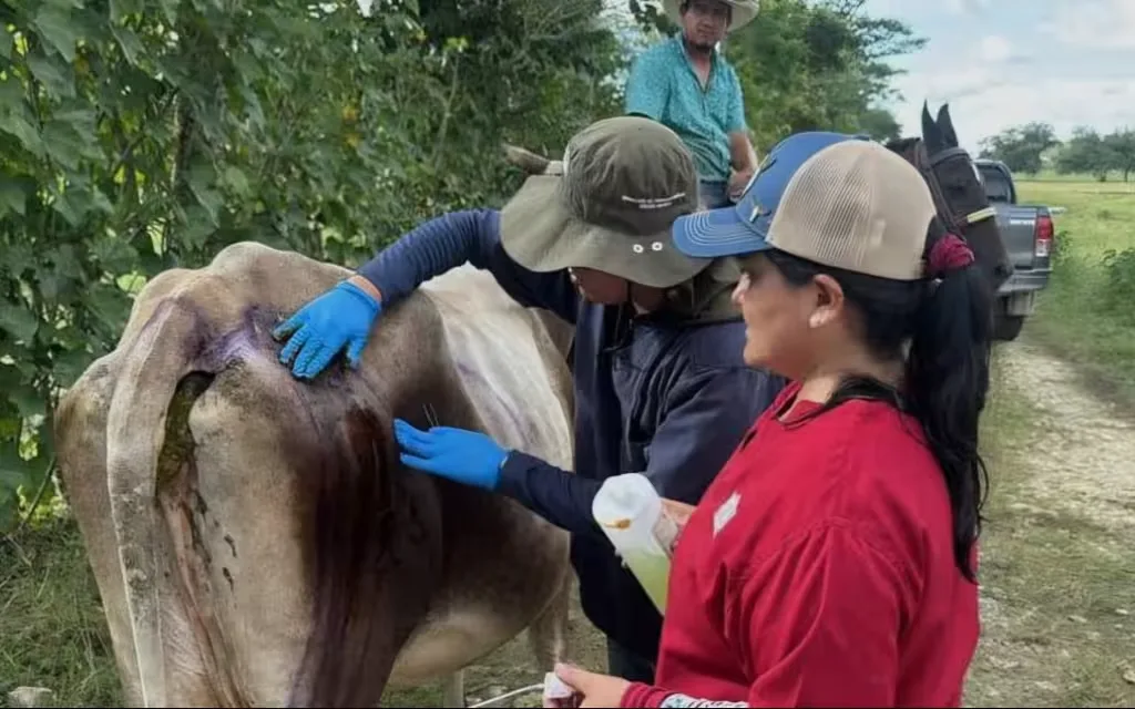 Ganaderos ocultan casos de gusano barrenador en Campeche por temor a pérdidas económicas