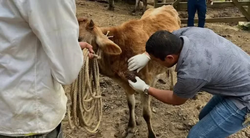 Gusano barrenador avanza en Campeche: ya suman más de mil 200 casos