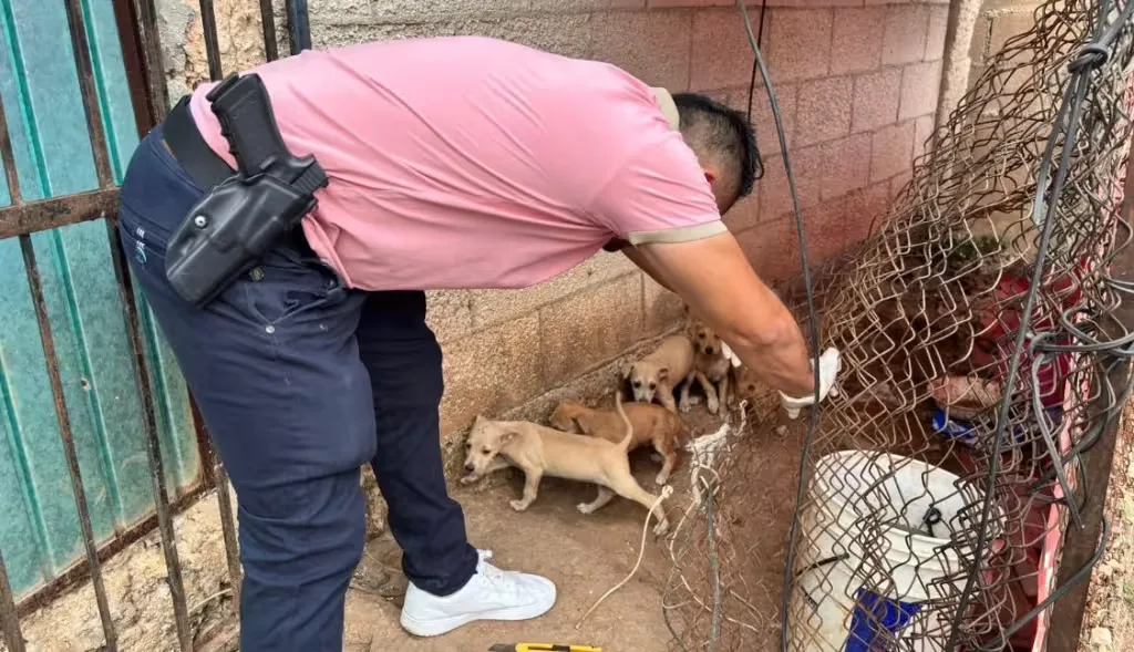 Hasta 12 años de cárcel por maltrato animal: Campeche busca endurecer las penas