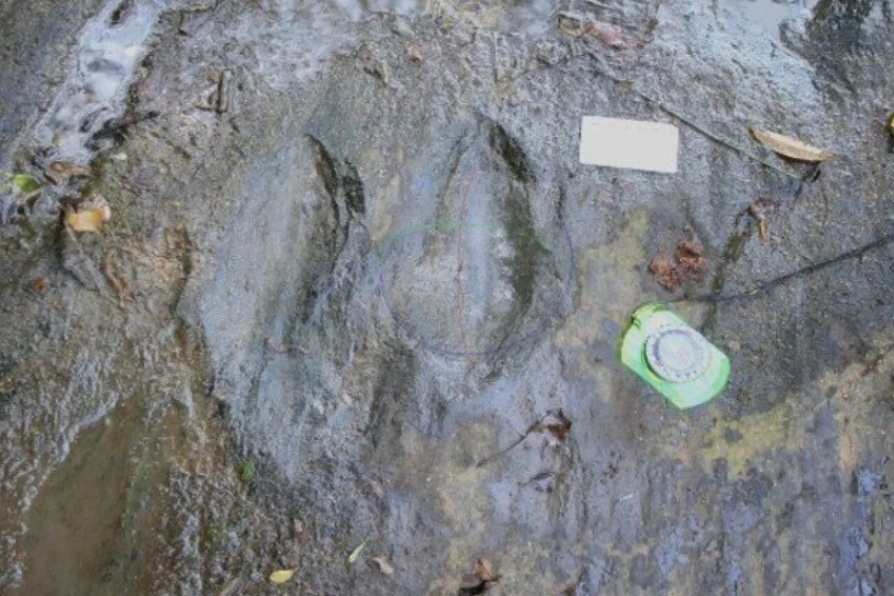 INAH halla 50 huellas fosilizadas de dinosaurios de hace 65 millones de años en Michoacán