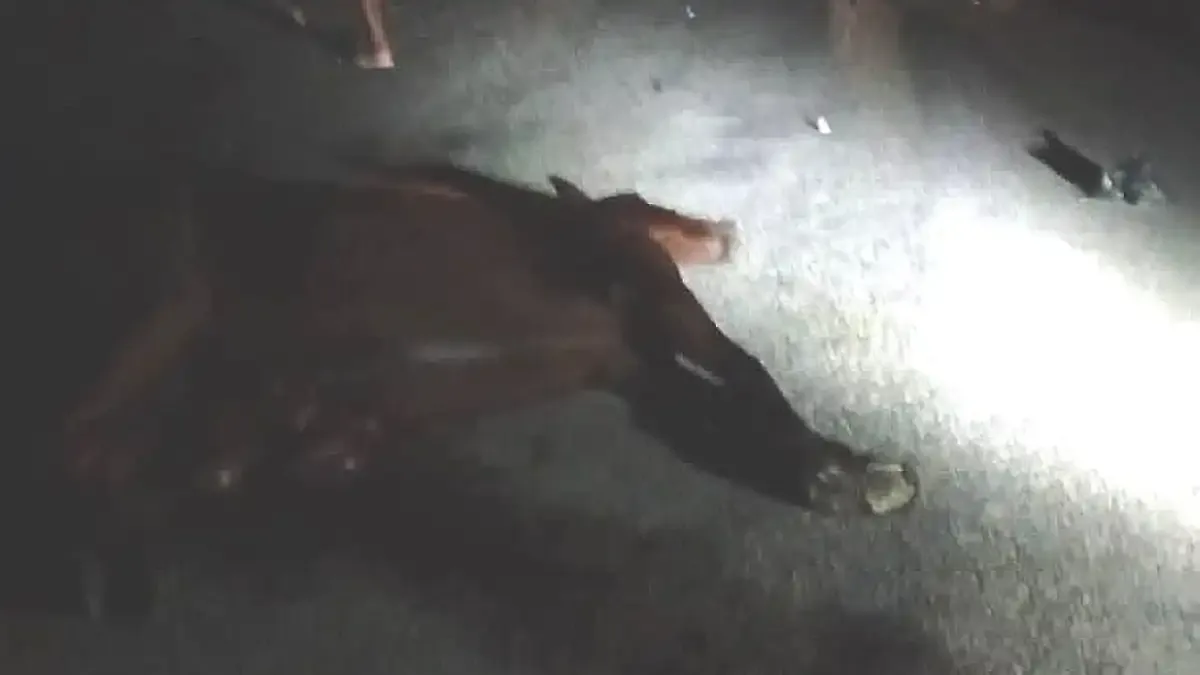 Motociclista muere tras chocar contra un caballo en la carretera Escárcega-Candelaria