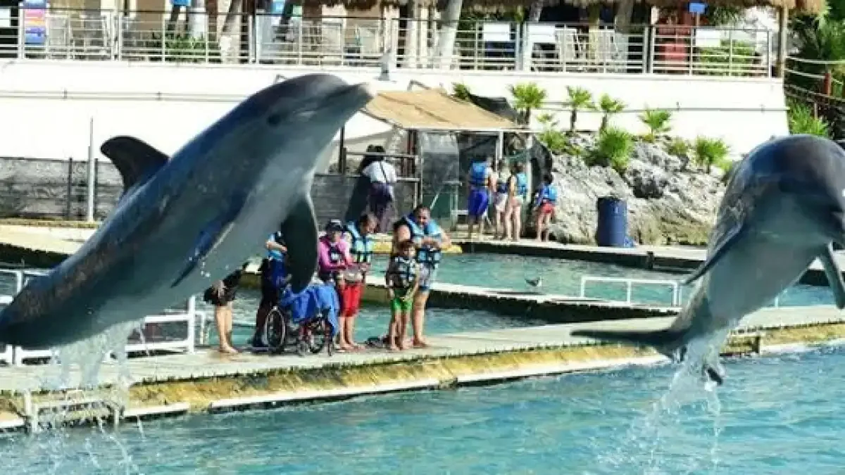 Muere en Cancún el delfín Mincho, cuyo caso dio origen a la reforma sobre mamíferos marinos
