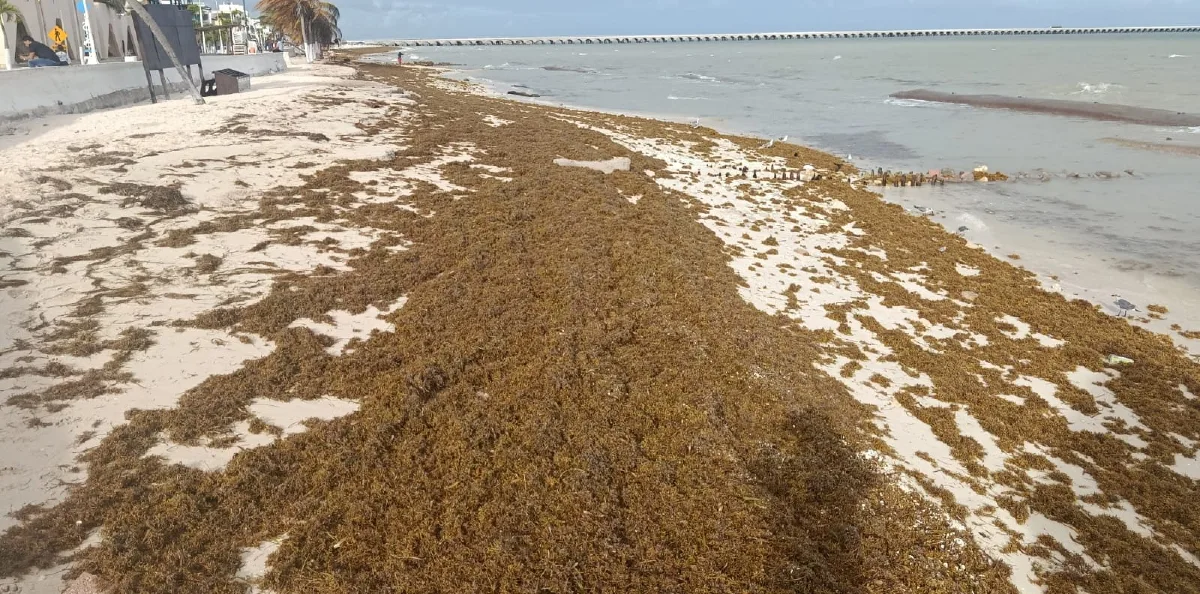 Pescadores de Progreso cumplen doce días sin faenar por mal tiempo y frente frío