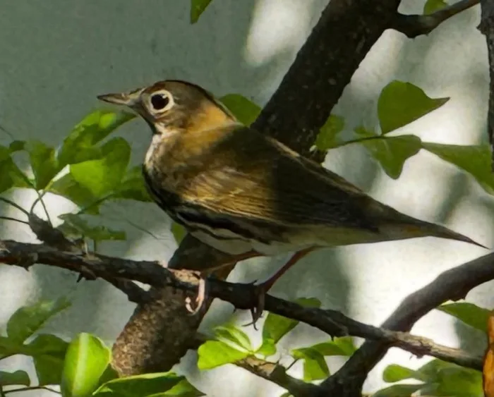 Poblaciones de aves en la Zona Maya de Quintana Roo llevan 15 años en declive, advierte la Uimqroo