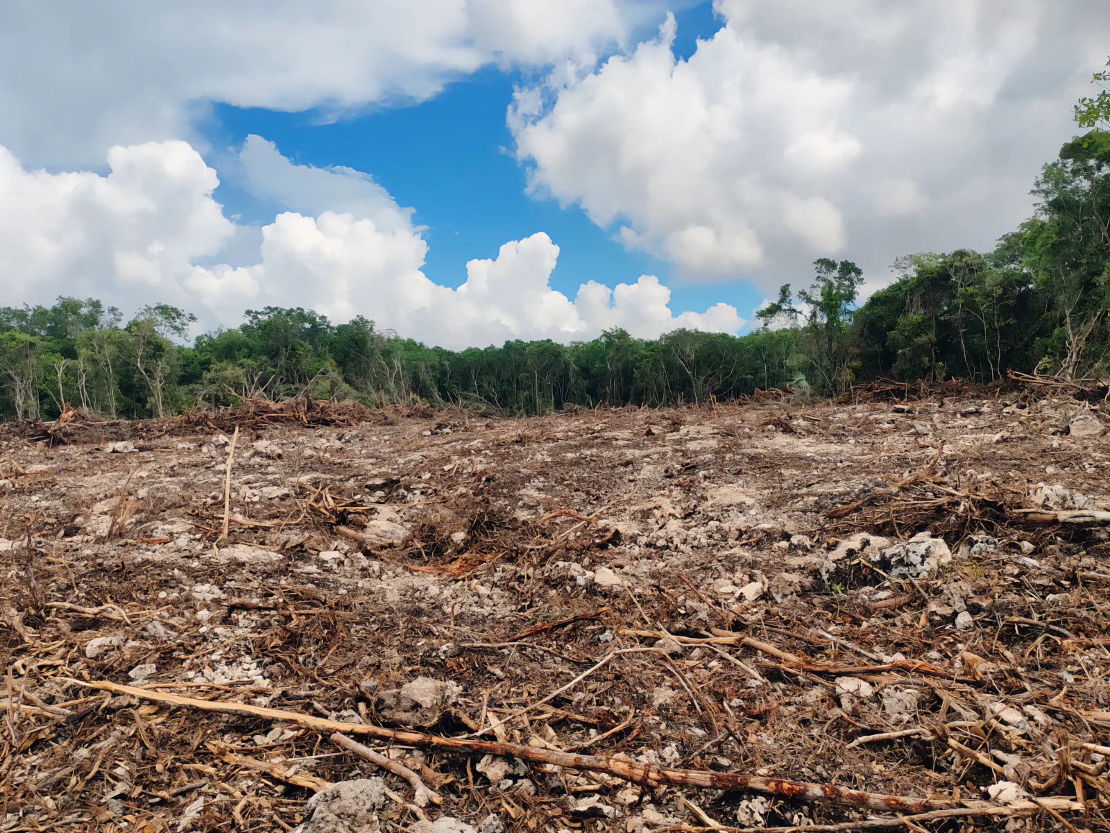Profepa clausura predio en Playa del Carmen por desmonte ilegal de 14 mil 632 metros cuadrados de selva