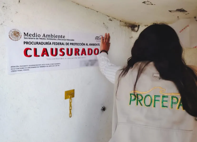 Profepa impone multas por 105.8 millones de pesos a porcícolas de Yucatán