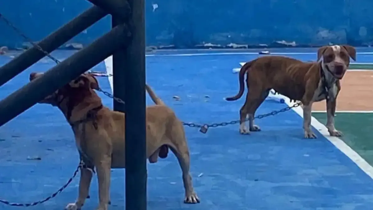 Rescatan a dos pitbulls sueltos que agredieron animales en Chelem, Progreso