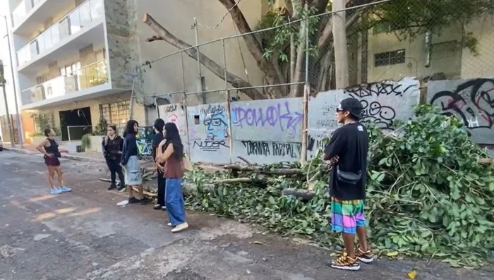 Vecinos forman valla humana para impedir el traslado de un álamo centenario en Playa del Carmen