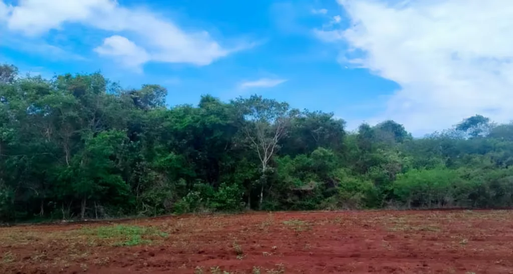 Yucatán pierde sus tierras: más de 99 mil hectáreas ejidales pasan a manos privadas