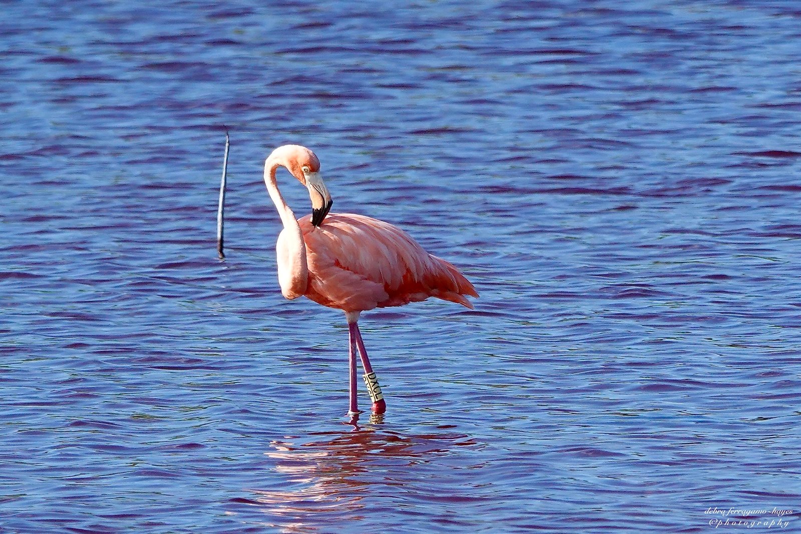 Aumentan los avistamientos del Flamencos en EUA