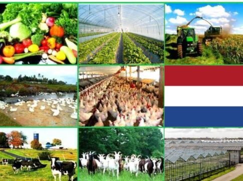 Los expertos holandeses pueden enseñarle algo a los mexicanos