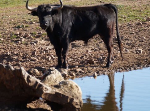 La revocación de mandato