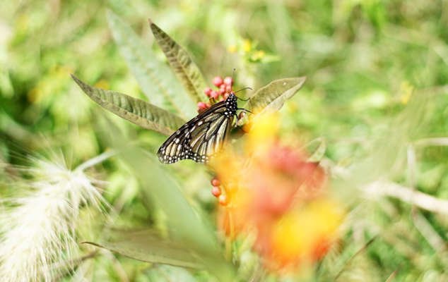 En peligro de extinción, mitad de mariposas del Reino Unido, alerta organización