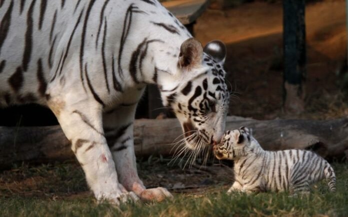 1148078e4a725894ede4815a251feb78