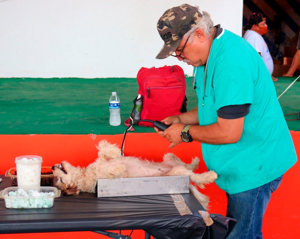 Esterilización Canina y Felina, gratuito En Oxkutzca